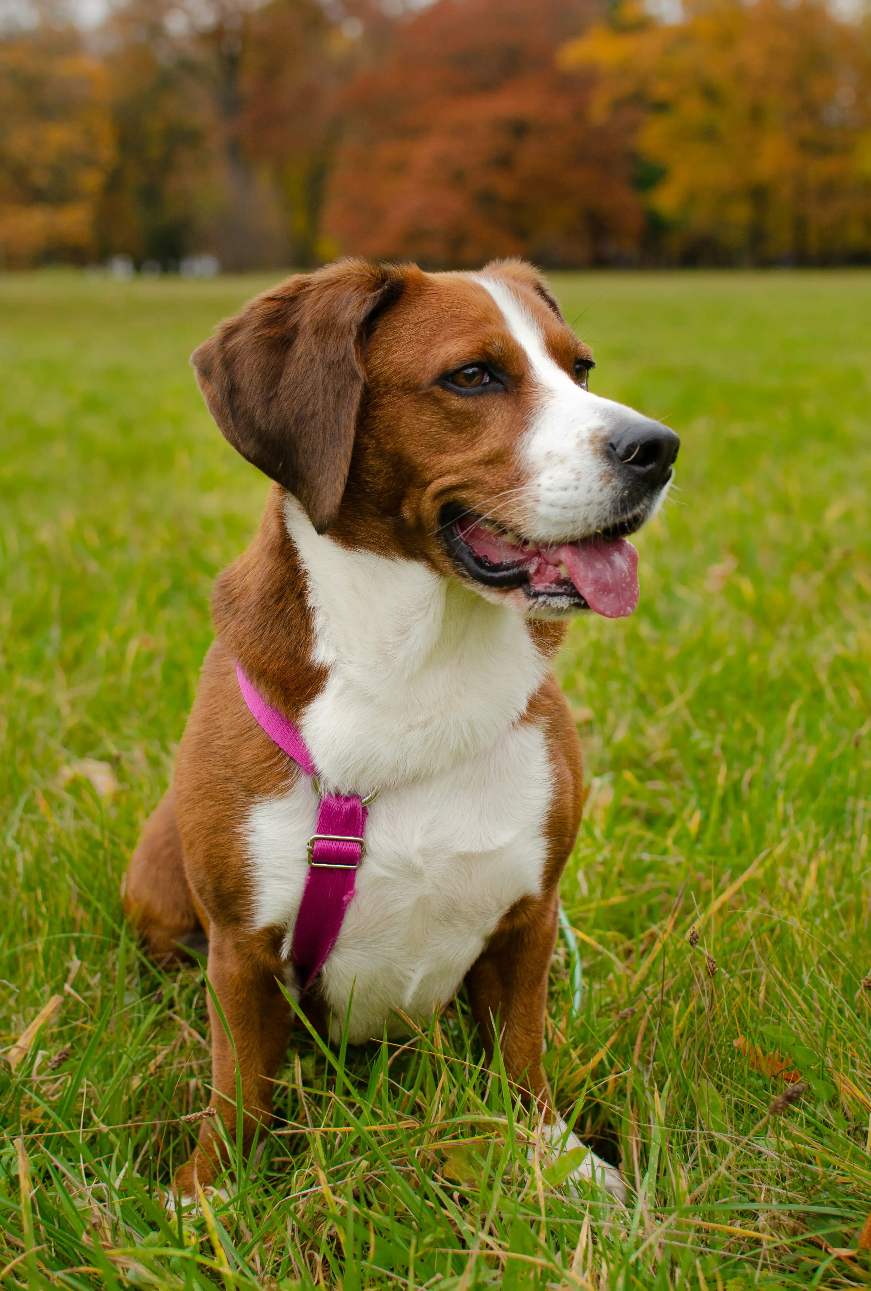 A dog enjoying training