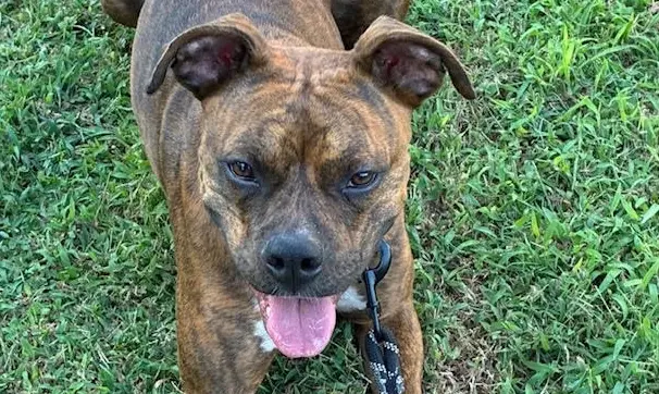 Dog trained by Wet Nose Knowledge