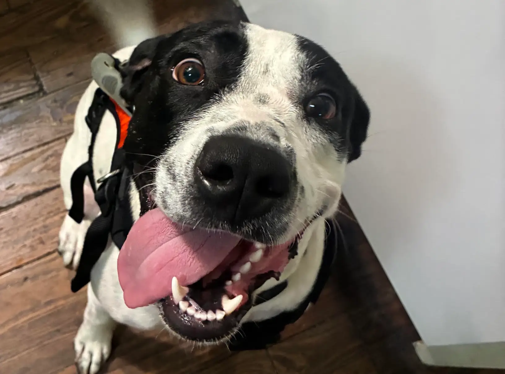 Dog trained by Wet Nose Knowledge